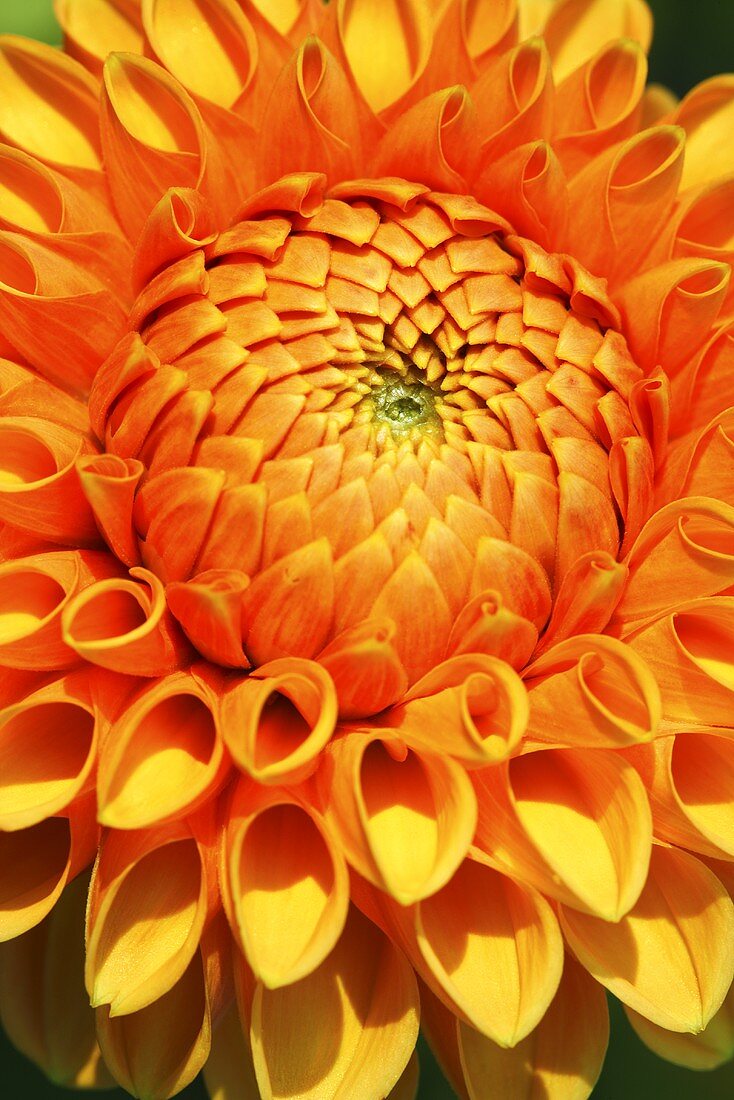 Eine orange Dahlienblüte