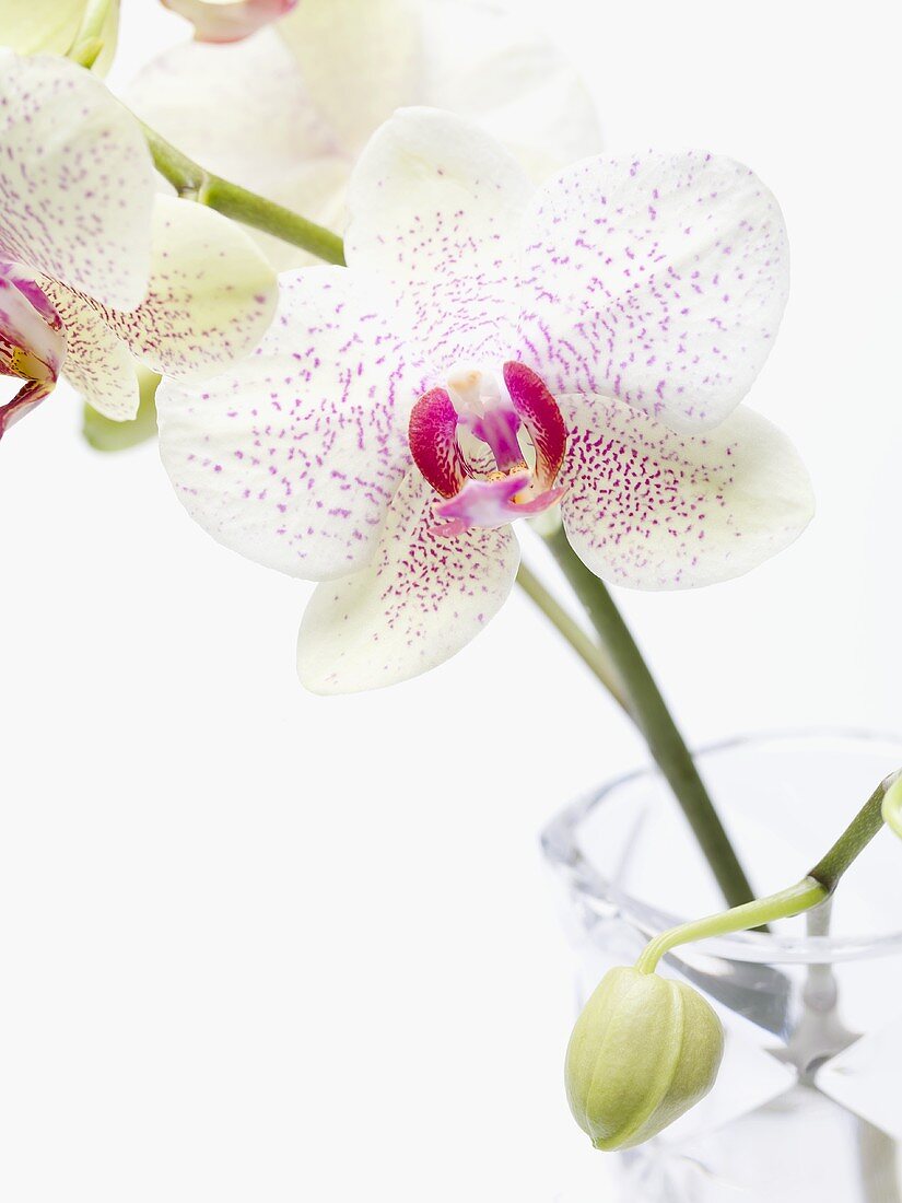 White orchids in vase