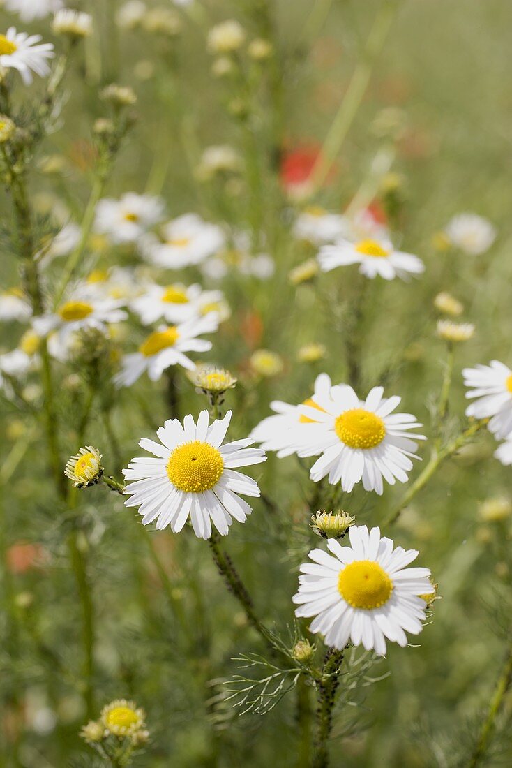 Kamillenblüten auf einer Wiese