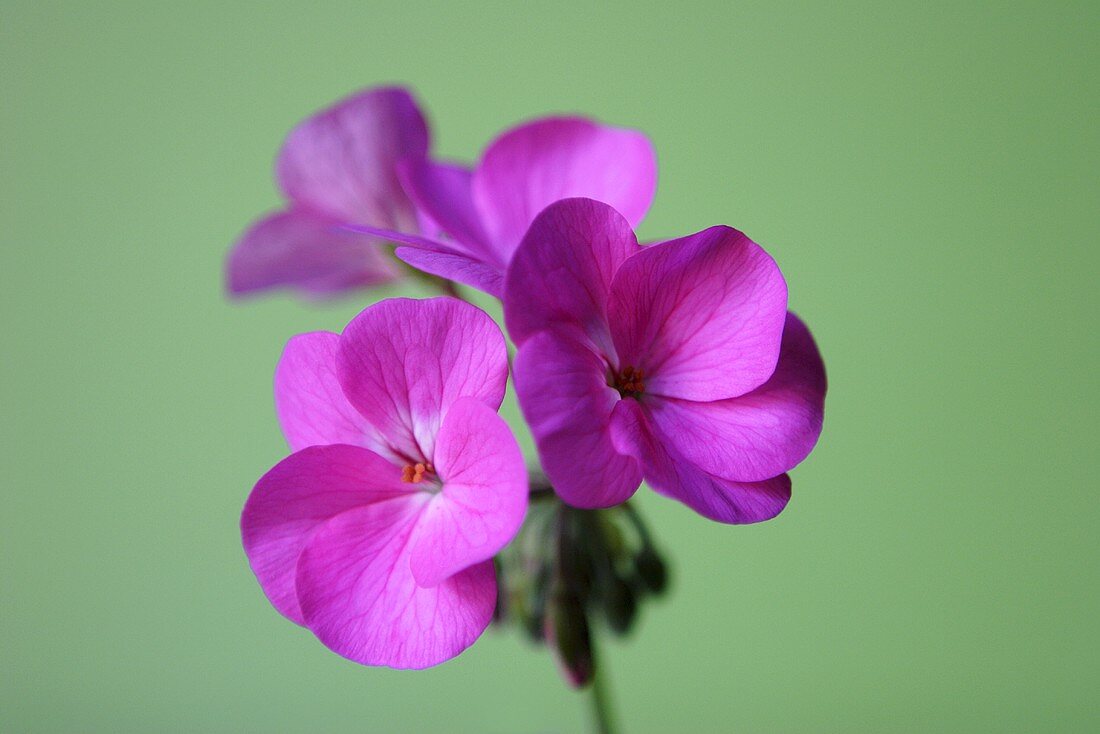 Pink geranium