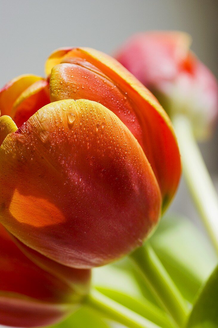 Several orange tulips