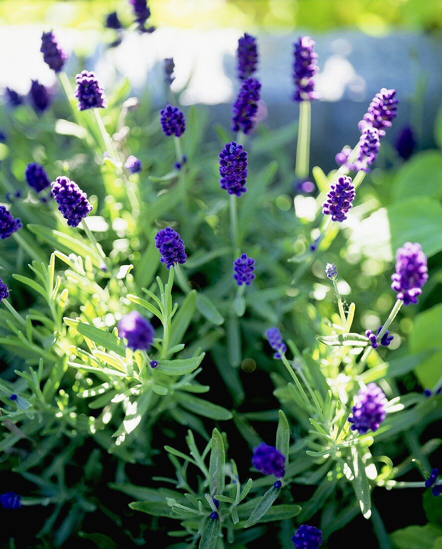 Flowering lavender