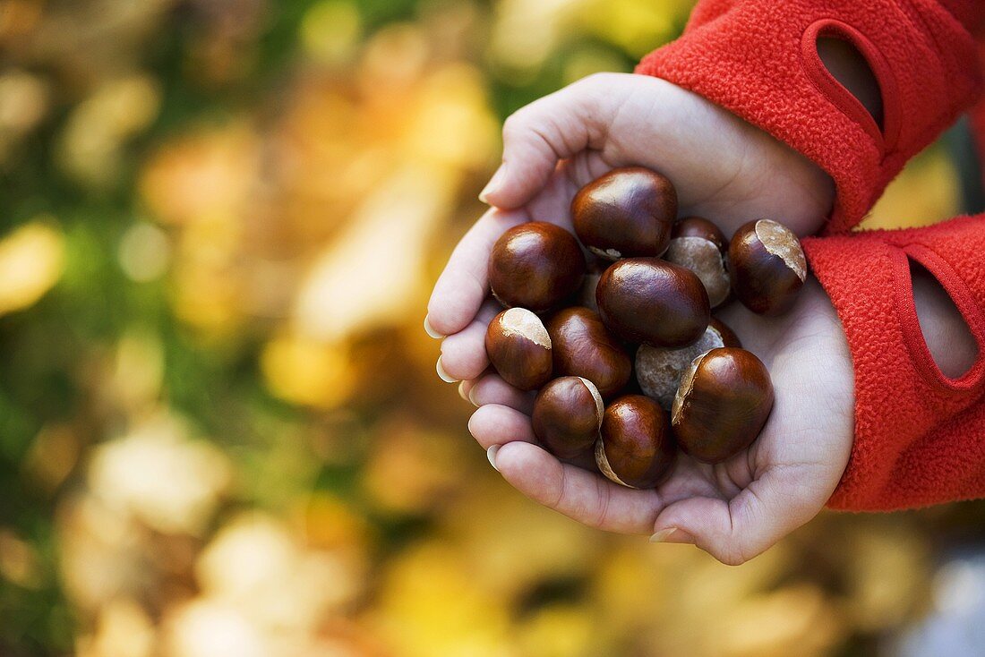 Woman's hands holding fresh chestnuts