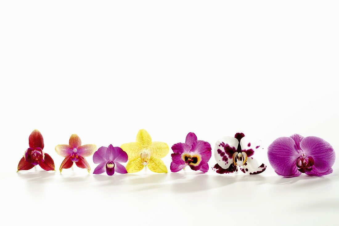 Verschiedene Orchideenblüten, aufgereiht