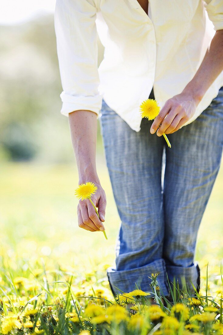 Woman with dandelions in a field of dandelions