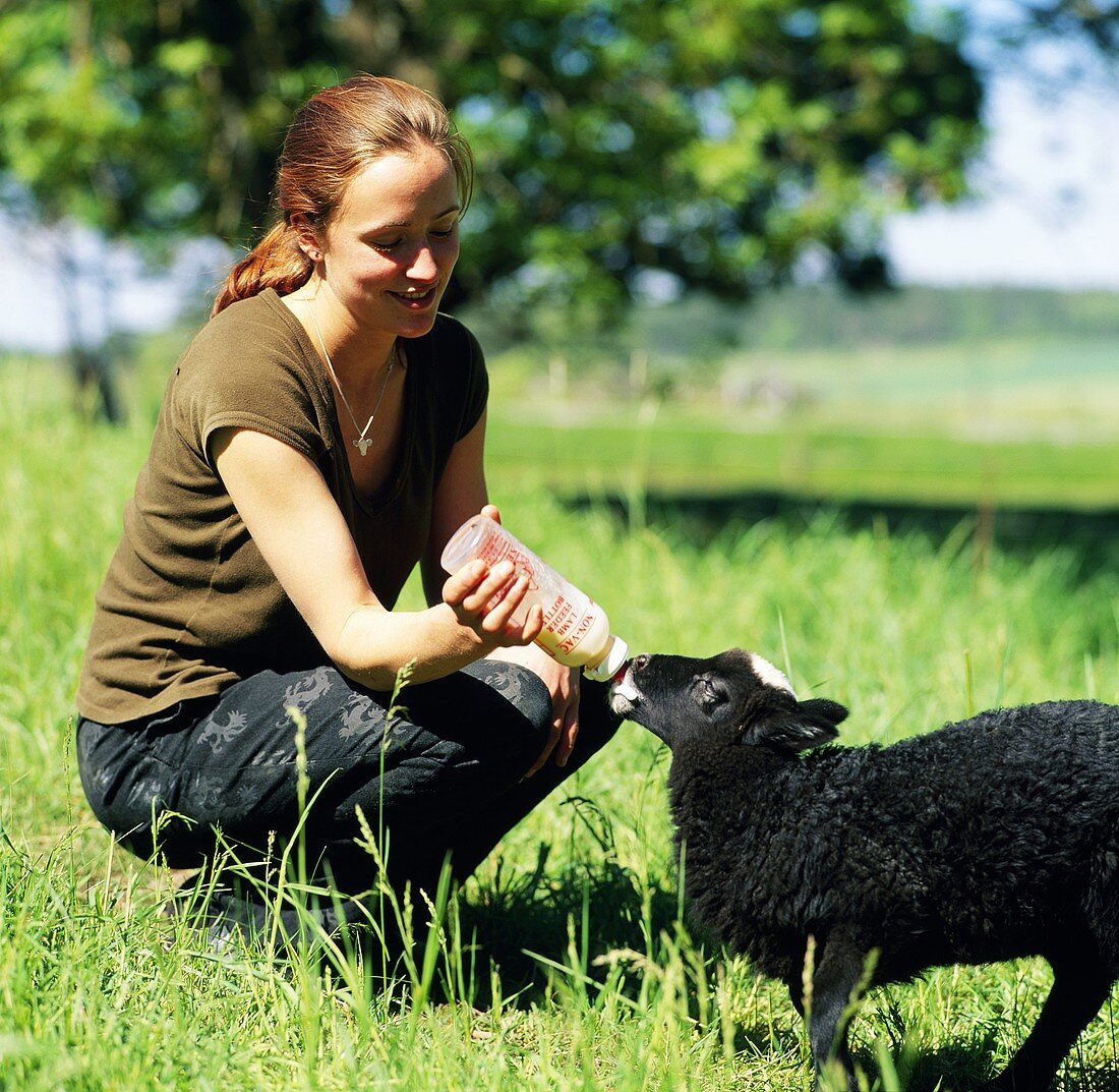 Young woman feeding a lamb