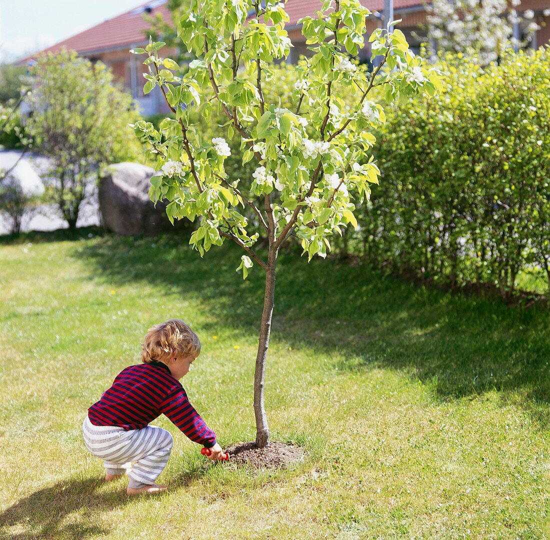 Kleiner Junge pflanzt einen Baum im Garten