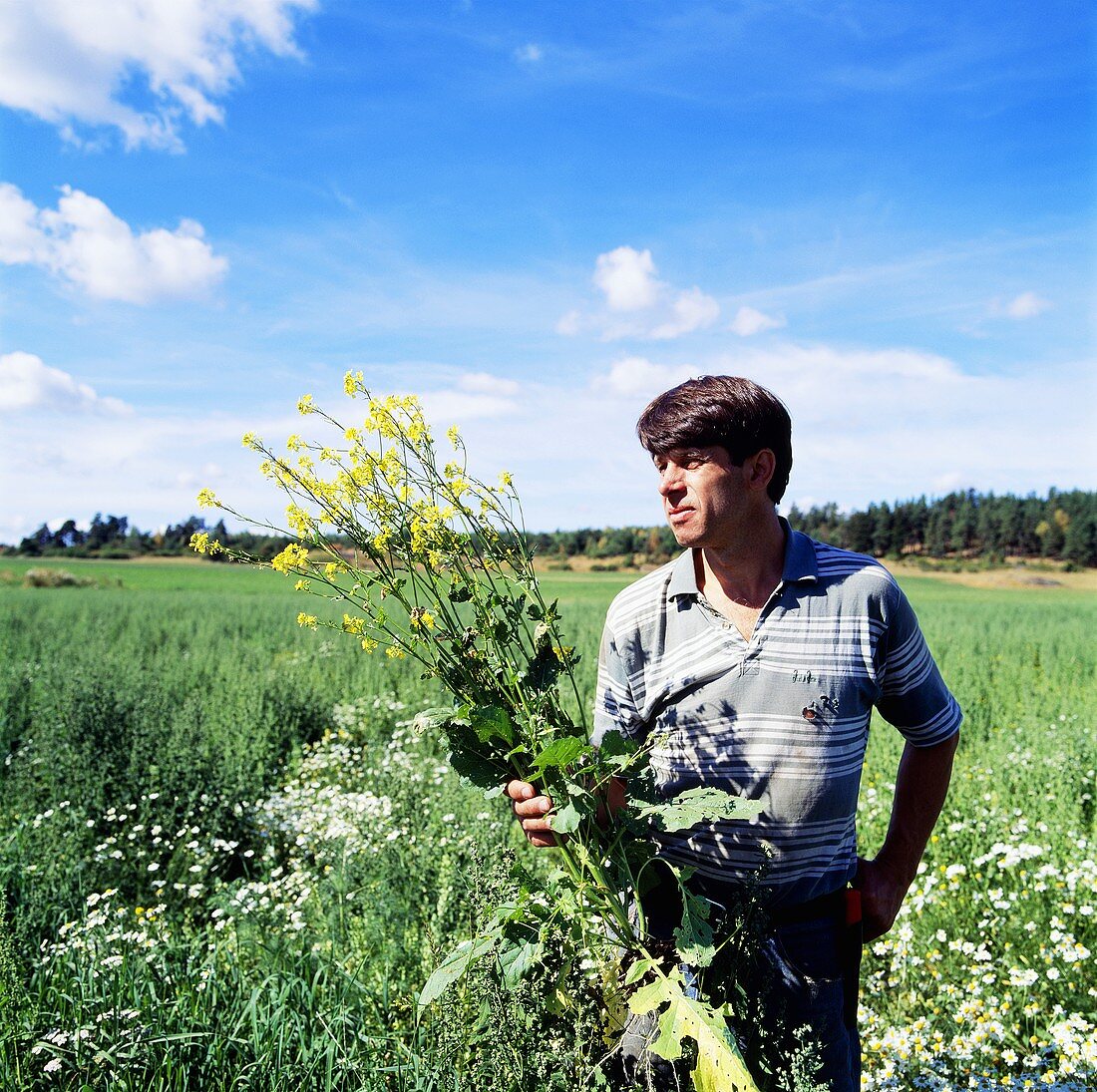 Man standing in field, holding an oilseed rape plant