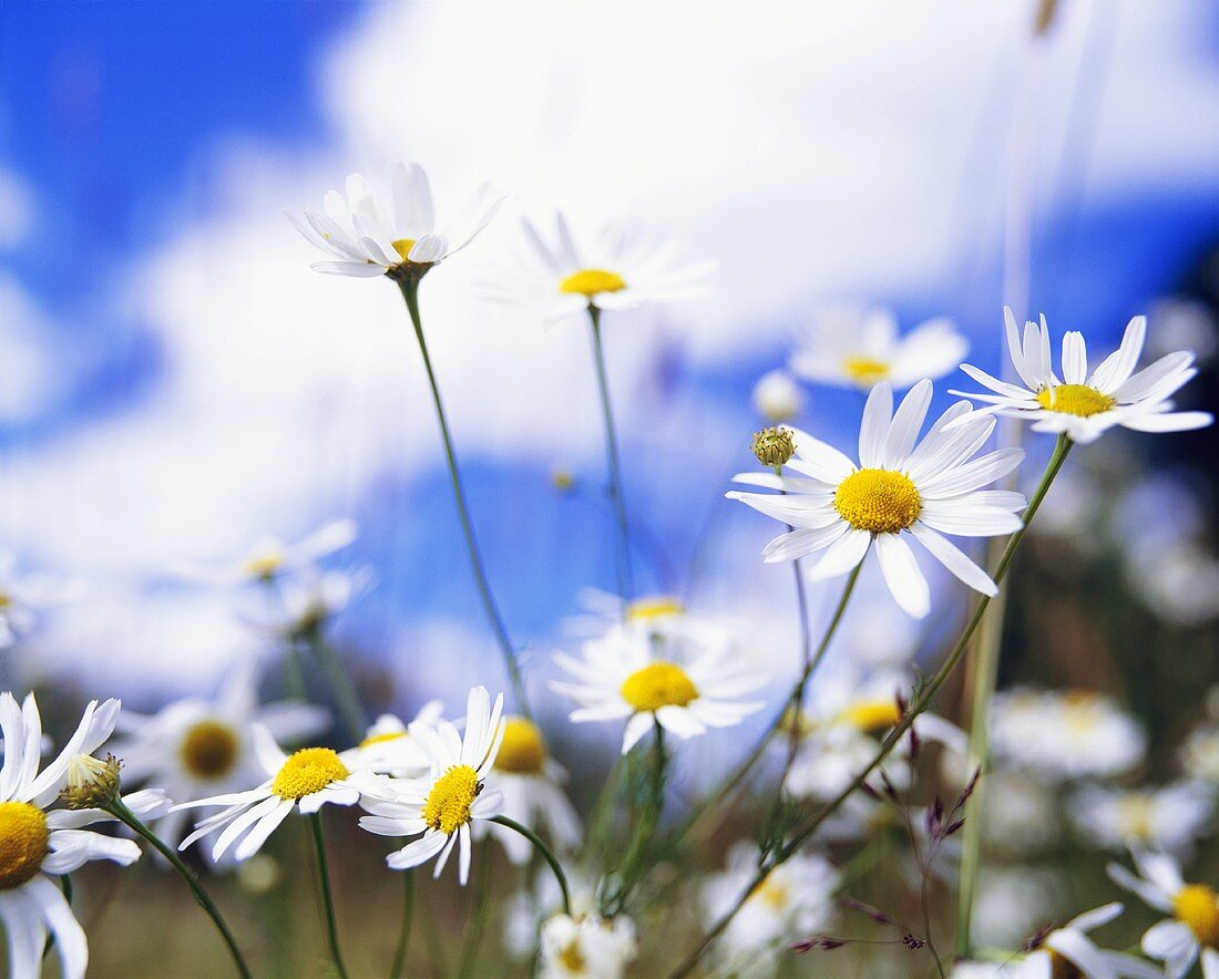 Chamomile flowers in the open air