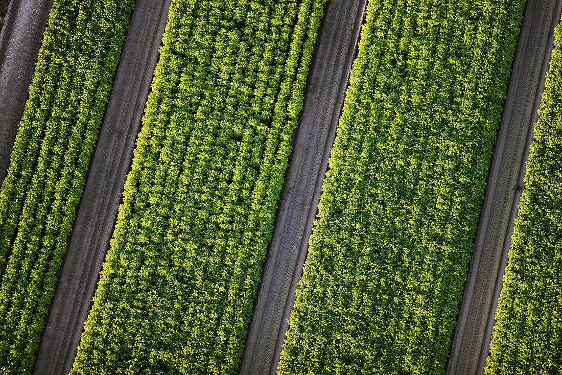 Overhead view of a field