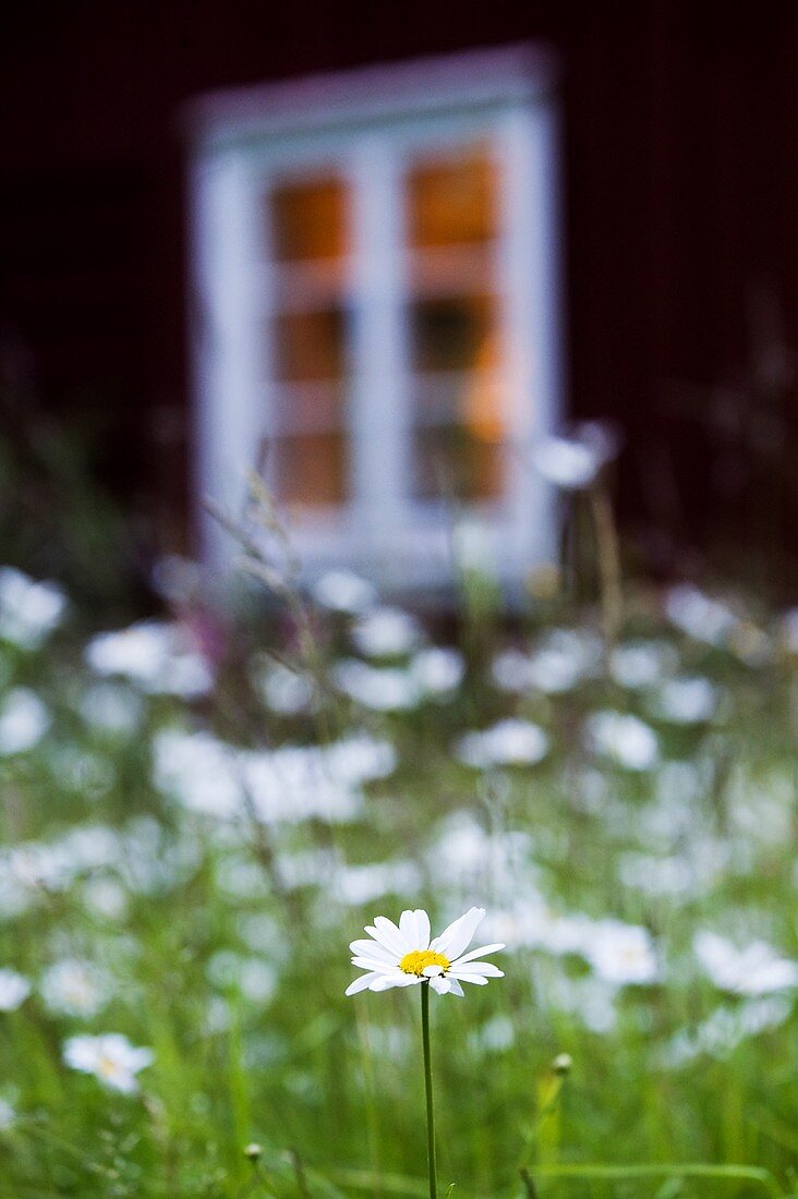 Blumenwiese mit Margeriten vor einem Holzhaus in Schweden
