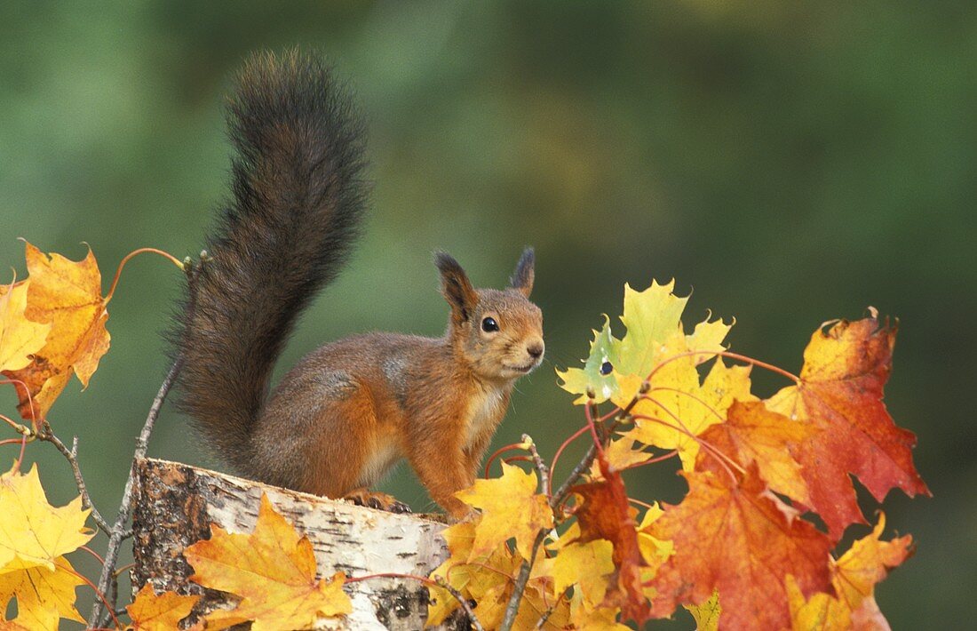 Ein Eichhörnchen auf einem Baumstamm