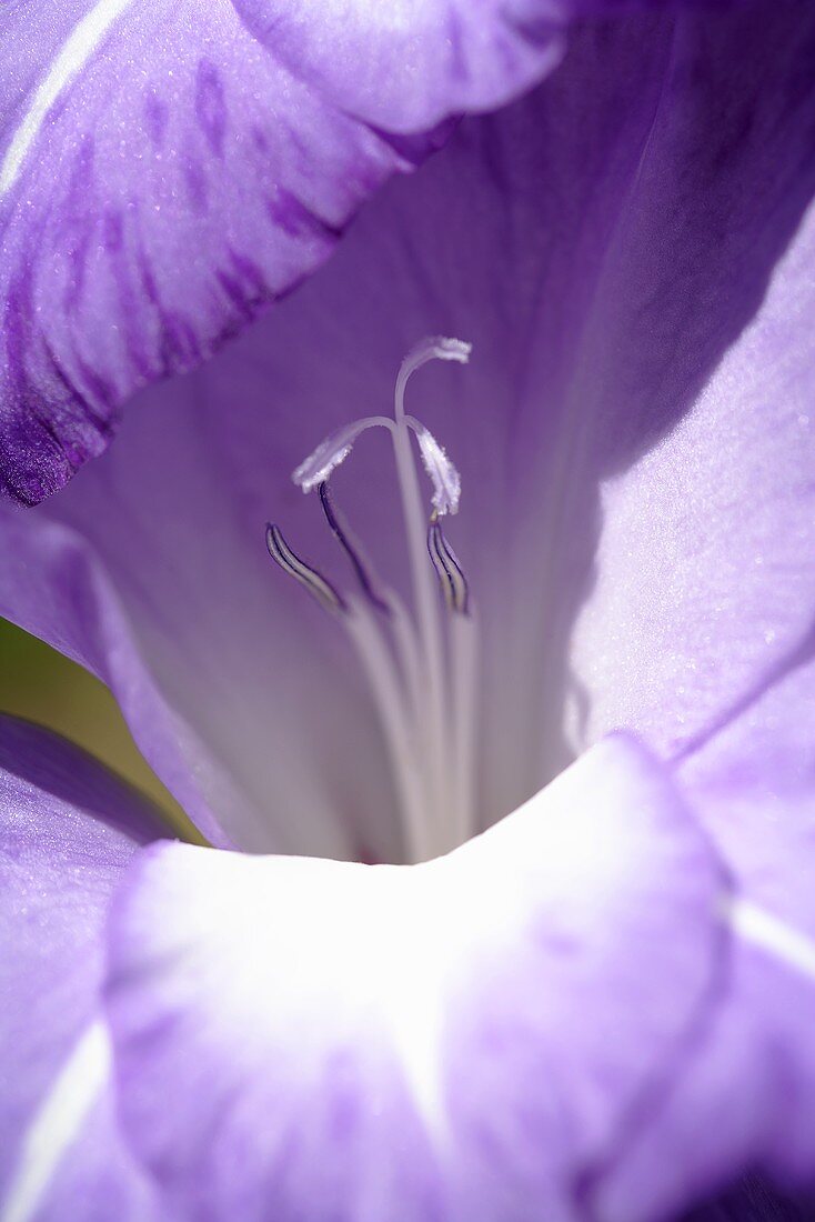 Schwertlilienblüte (Close Up)
