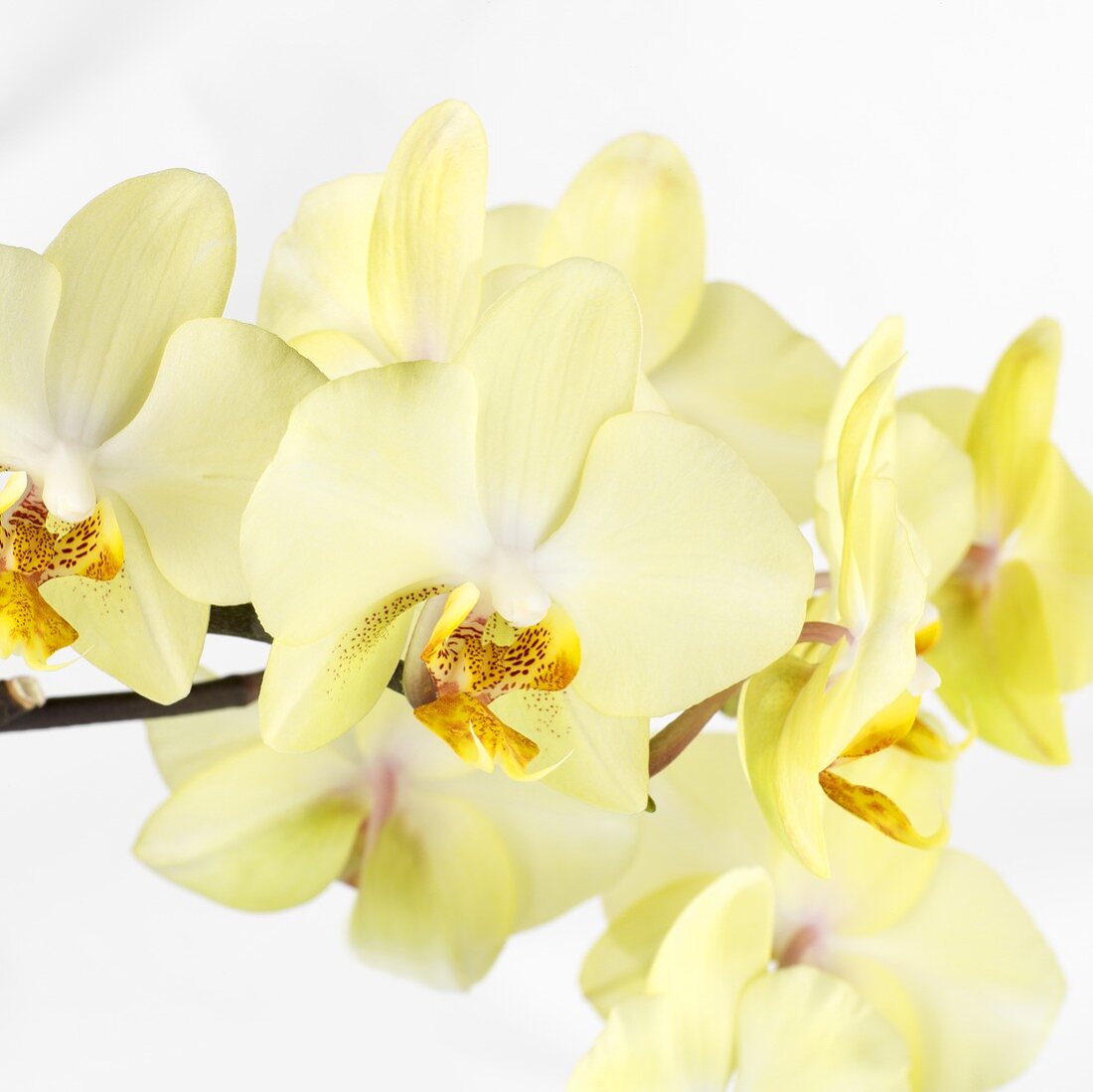 Gelbe Orchidee