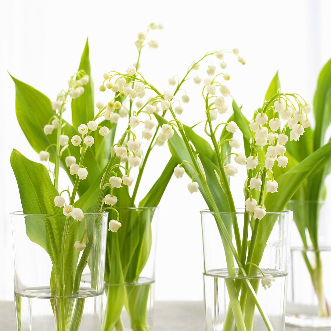 Lilies of the valley in glasses of water