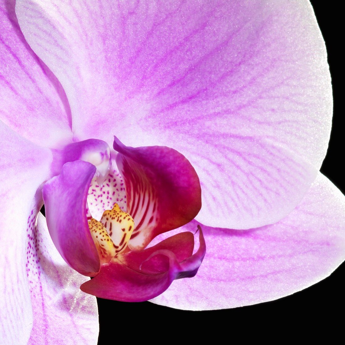 Orchidee (Close Up)