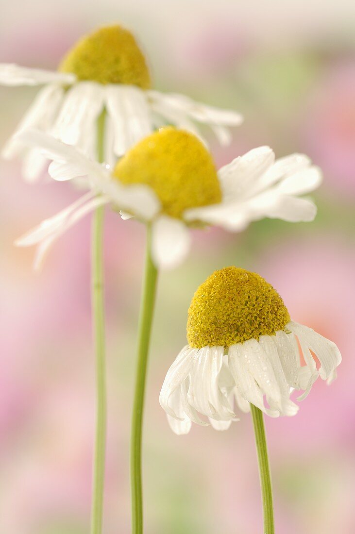 Chamomile flowers (close-up)