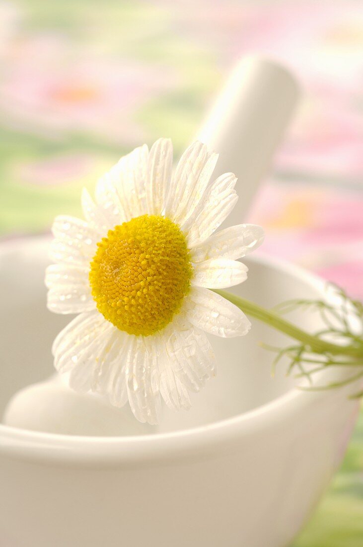 Chamomile flower on mortar (close-up)
