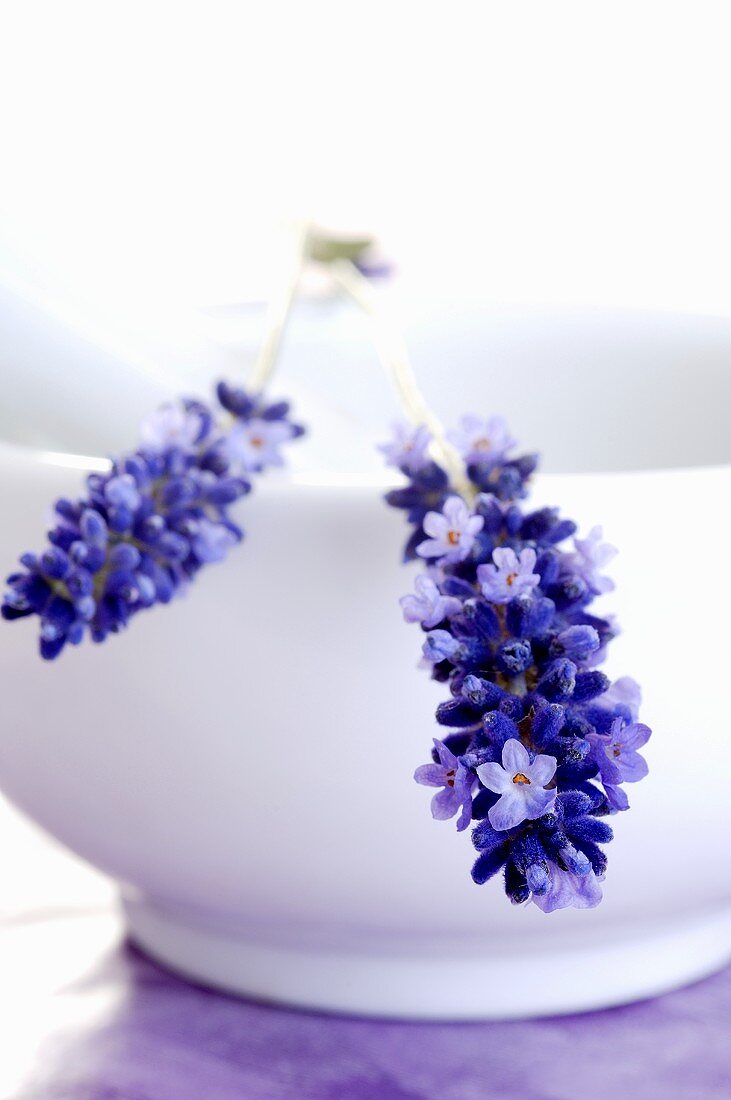 Lavendelblüten auf einer weissen Schale