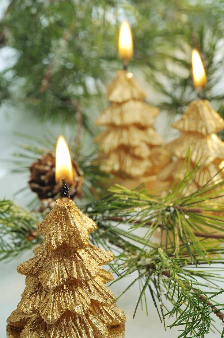 Gold Christmas candles among pine branches
