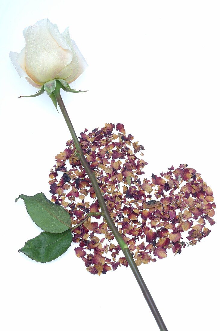 Flower petals forming a heart and white rose