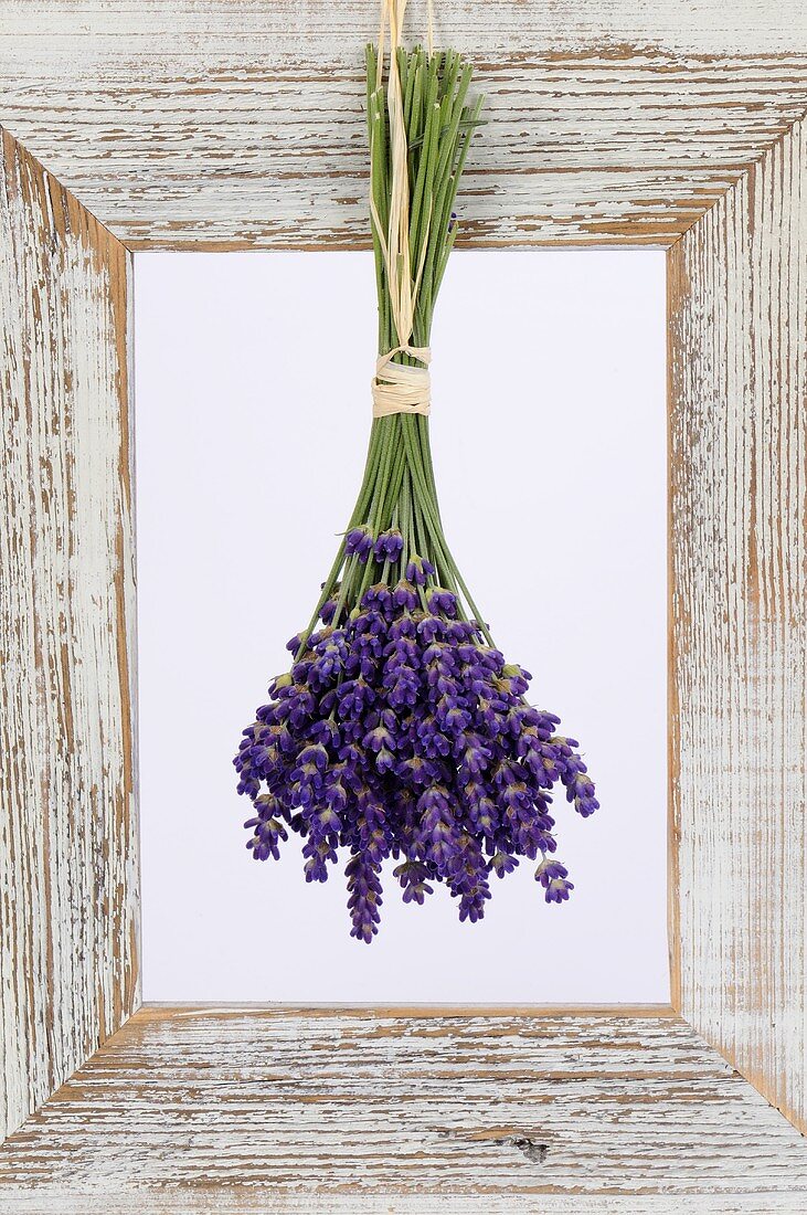 Lavendel, zum Trocknen aufgehängt