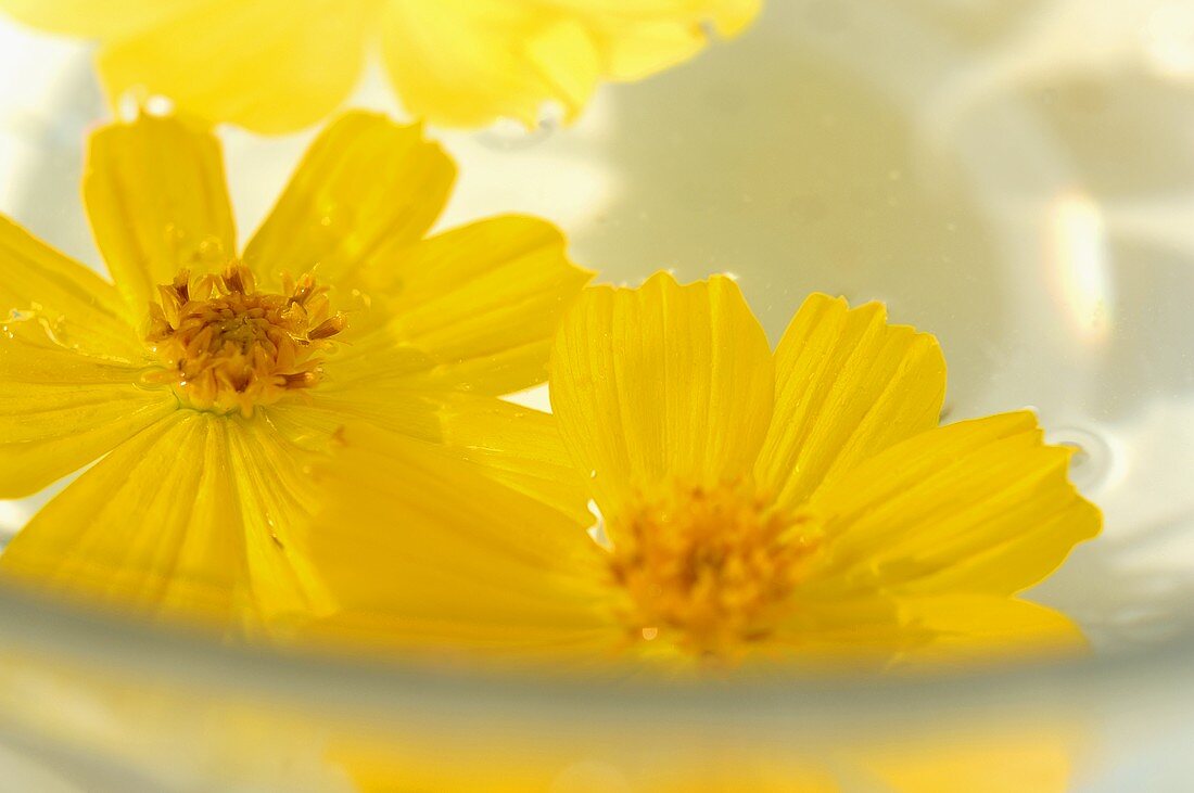 Gelbe Margeriten Blüten, schwimmend auf Wasser