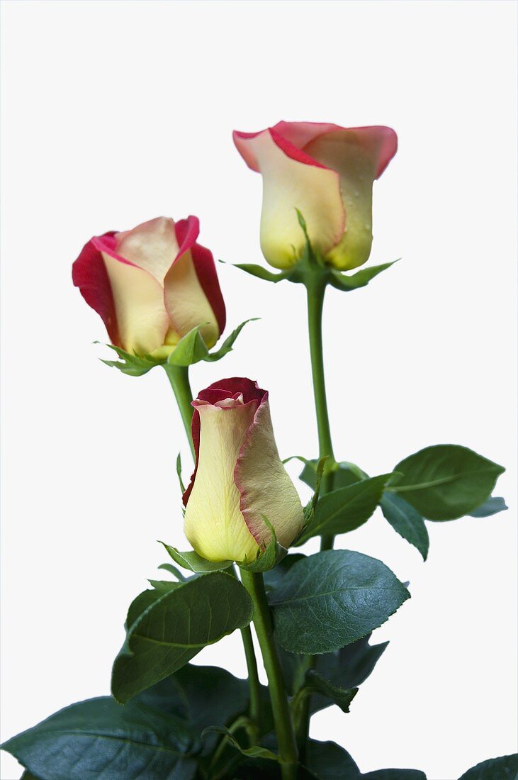 Three two-coloured roses