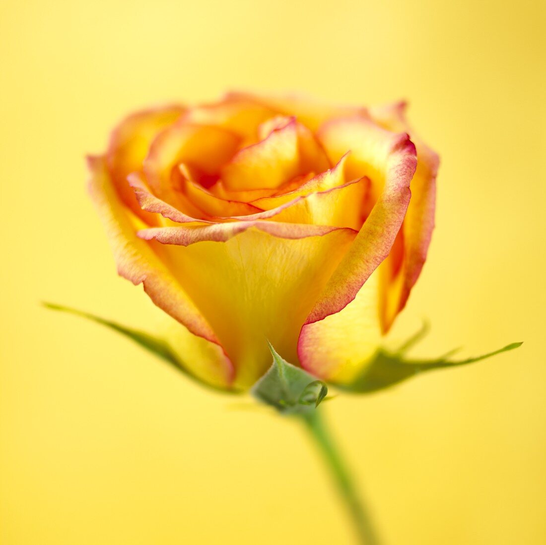 A bi-coloured rose