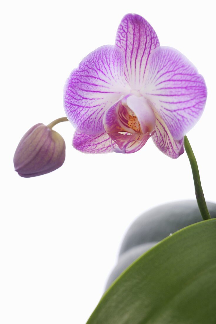 Pinkfarbene Orchidee