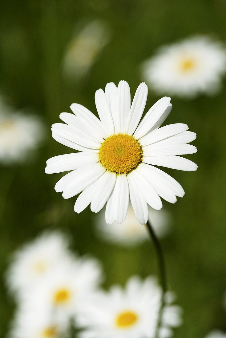 Margerite auf Wiese (Close Up)