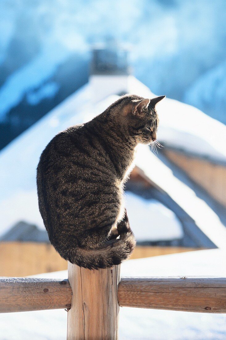 A cat sitting on a fence with a snowy alpine hut in the background