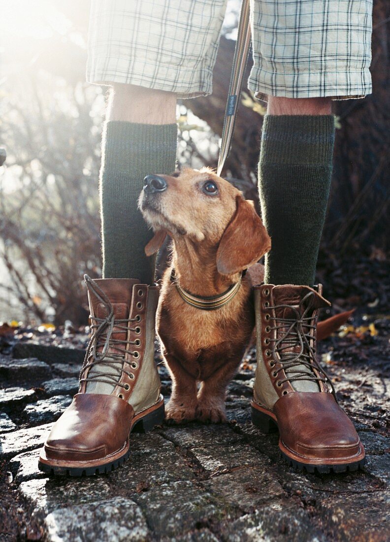 A dachshund standing between a pair of booted feet