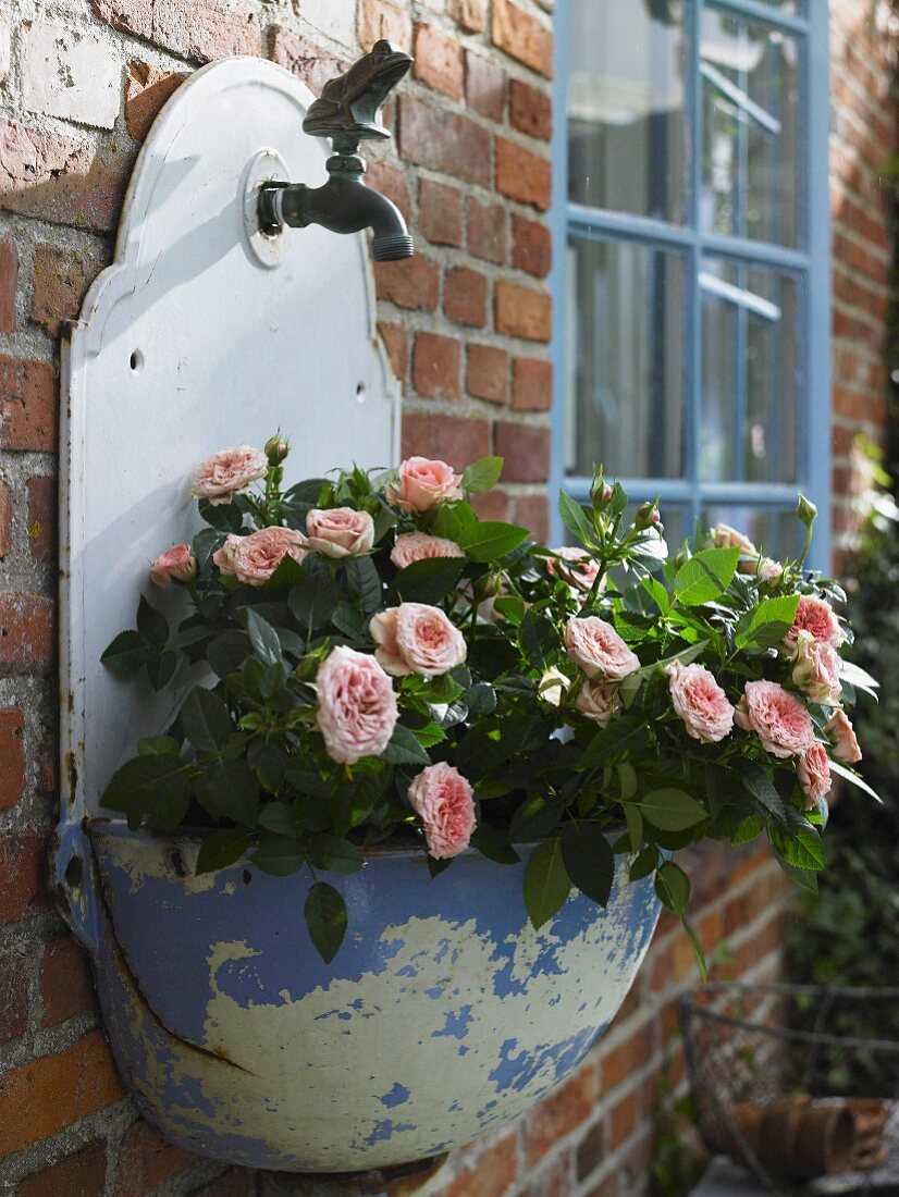 Rose planted in antique metal sink
