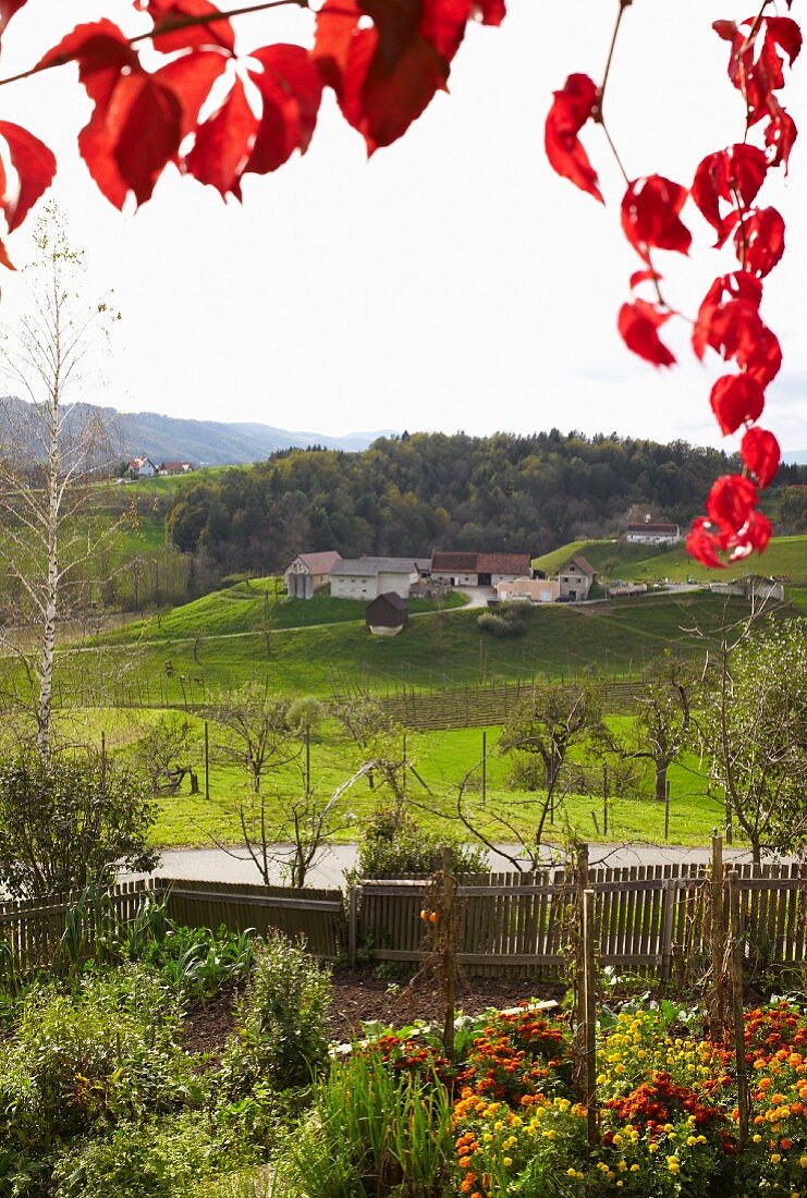 View from a seasonal, vineyard-run wine bar, Steiermark, Austria