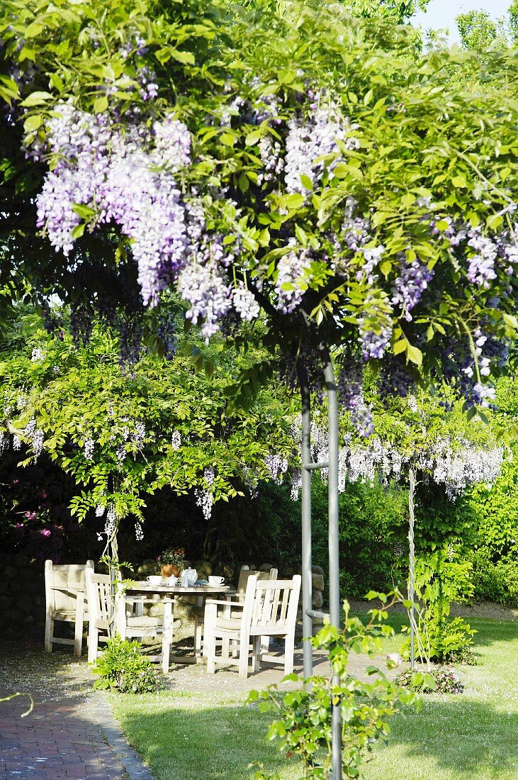 Seating area under wisteria in garden