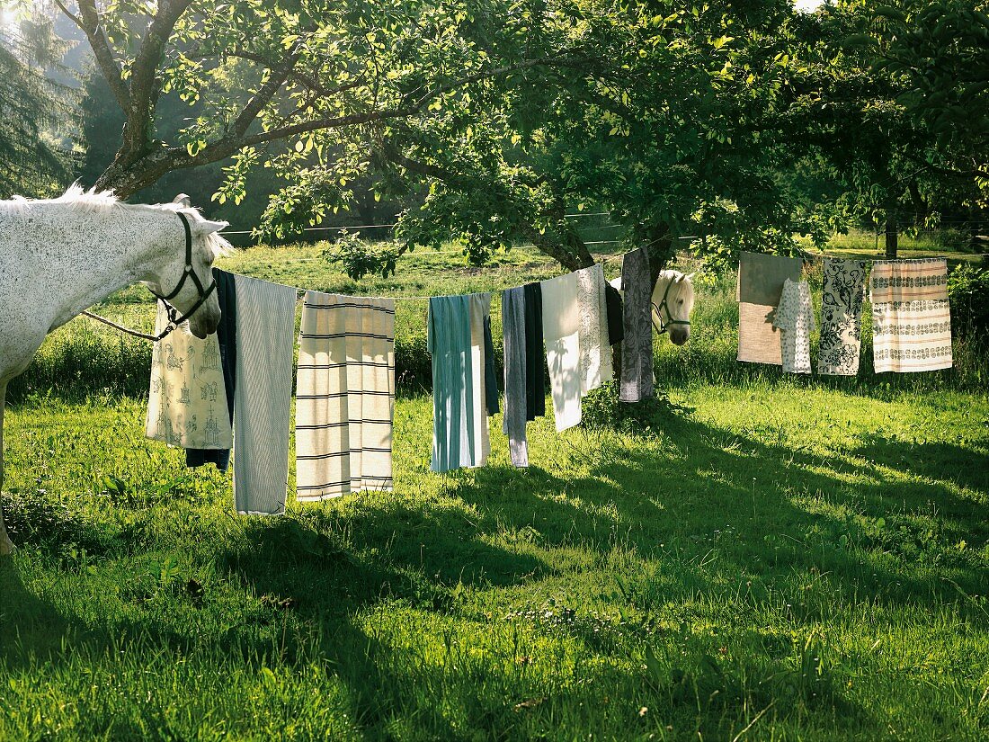 Wäscheleine mit aufgehängter Wäsche und zwei Pferde im Garten