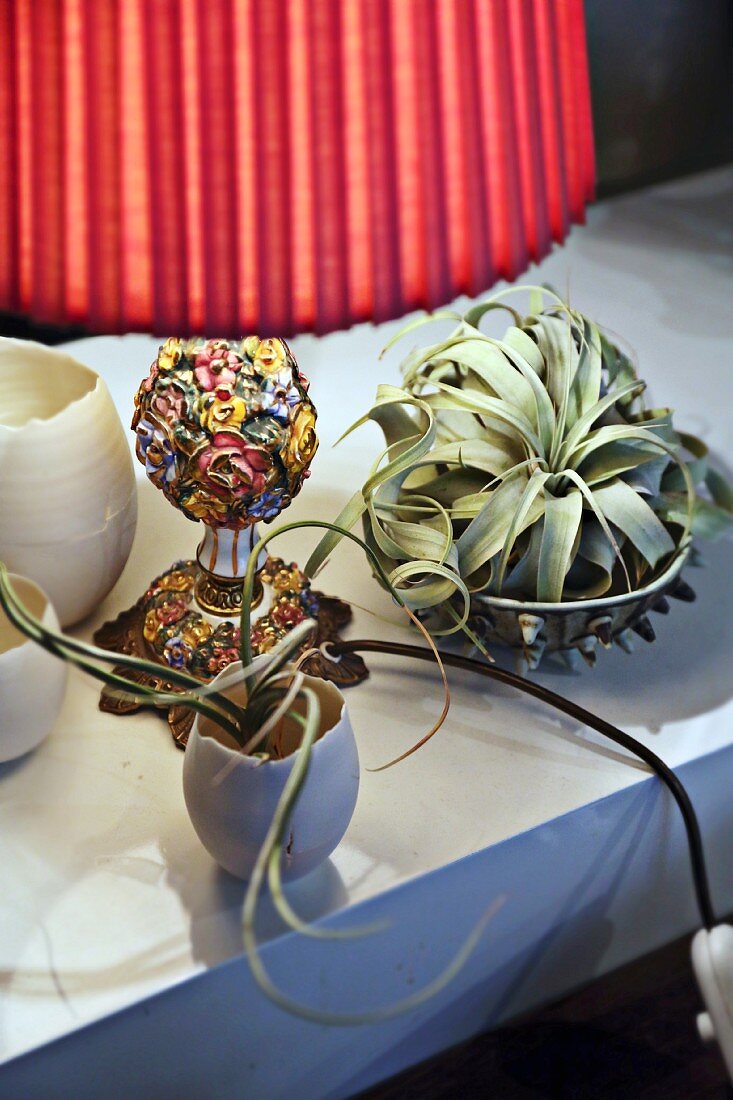Ananasgewächse (Tillandsia) neben Tischlampe mit rotem Plisseeschirm und floral verziertem Lampenfuss