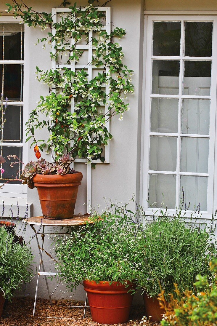 Bumentopf auf Beistelltisch vor Hausfassade mit Kletterpflanze zwischen Sprossenfenstern