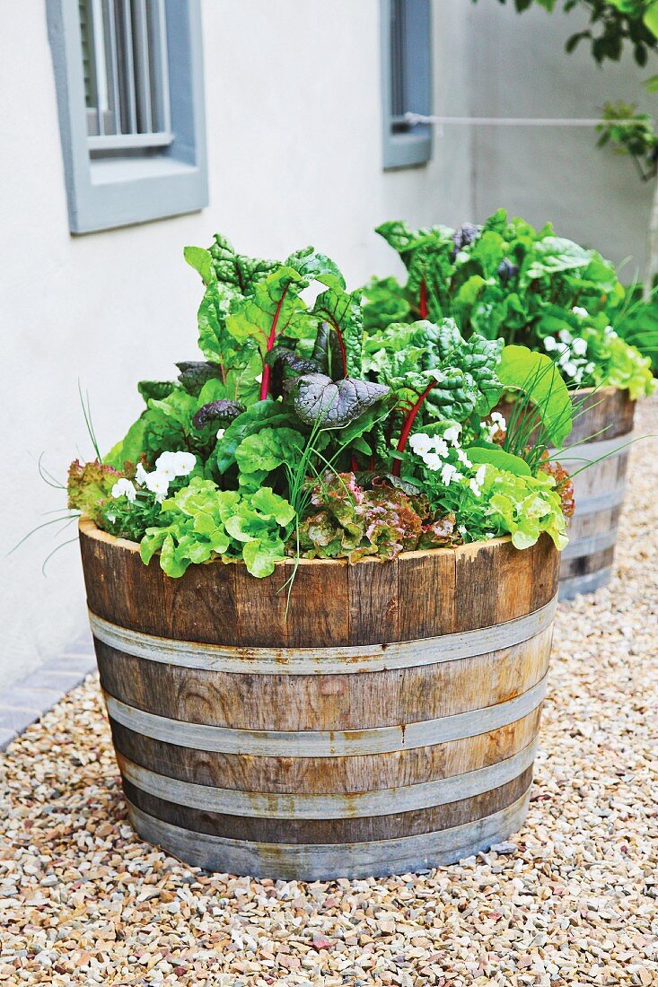 Salat und Kräuter in dekorativen Holzfässern auf Kiesfläche vor Wohnhaus