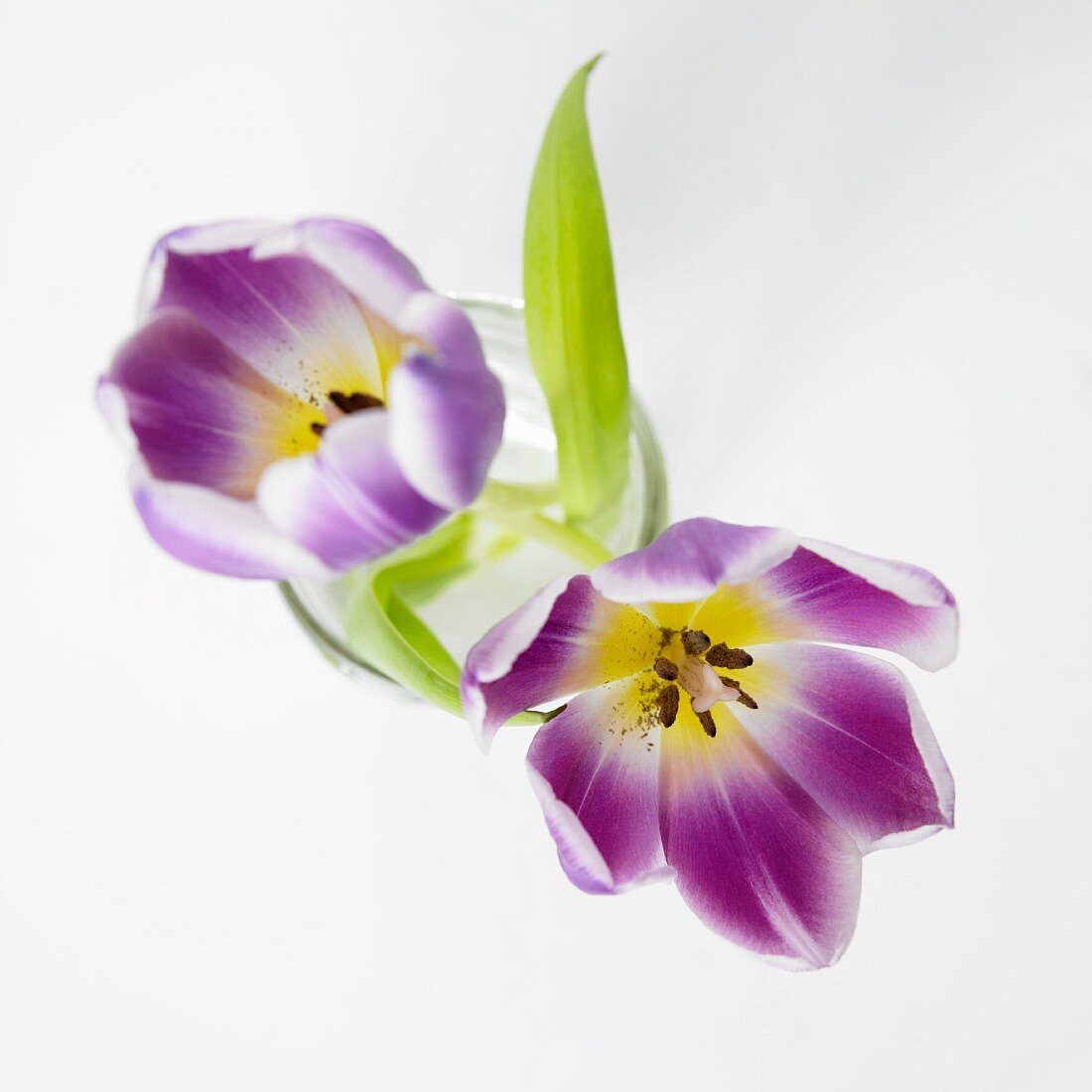 Blick von Oben in Blütenkelche von zwei lilafarbenen Tulpen