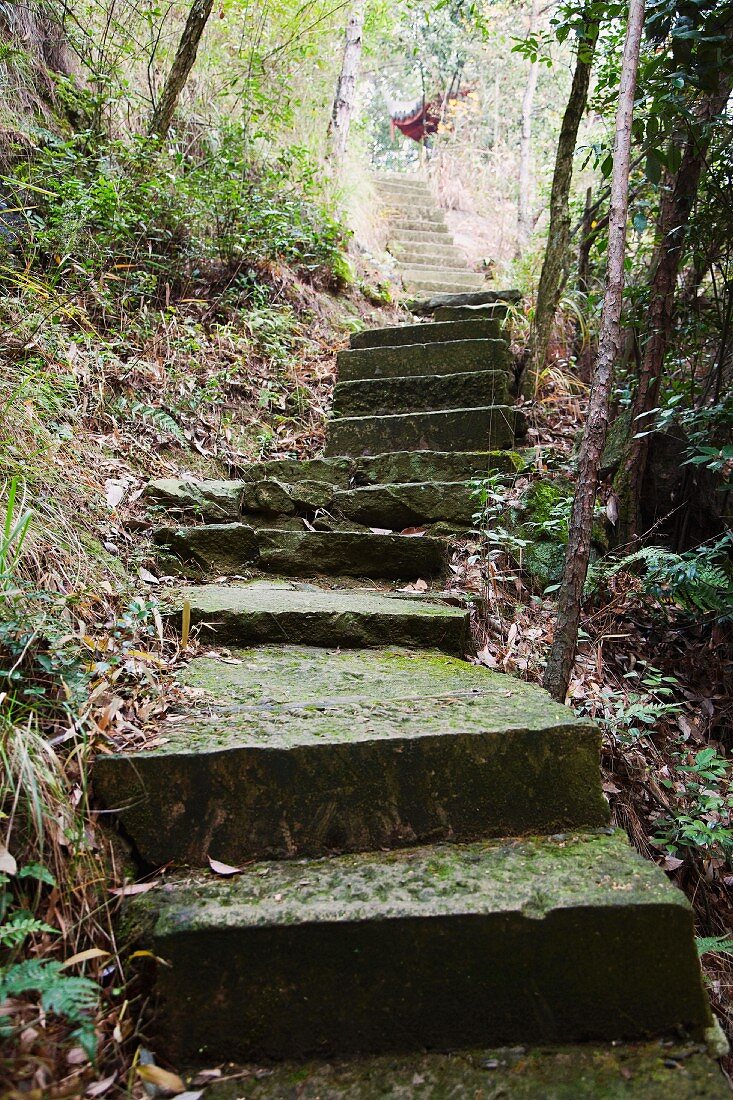 Concrete Stairs in the Woods