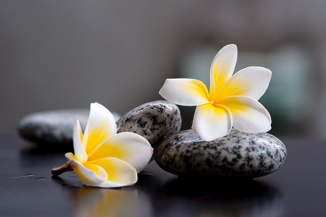 Two frangipani flowers and grey stones