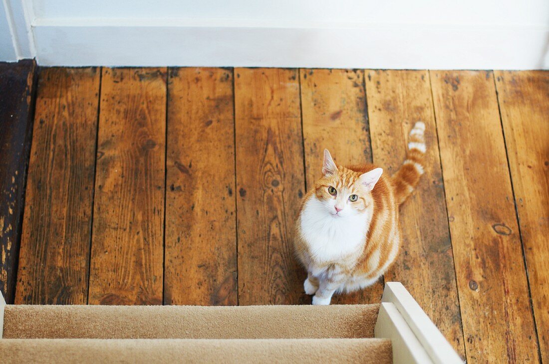 Cat sitting at bottom of stairs