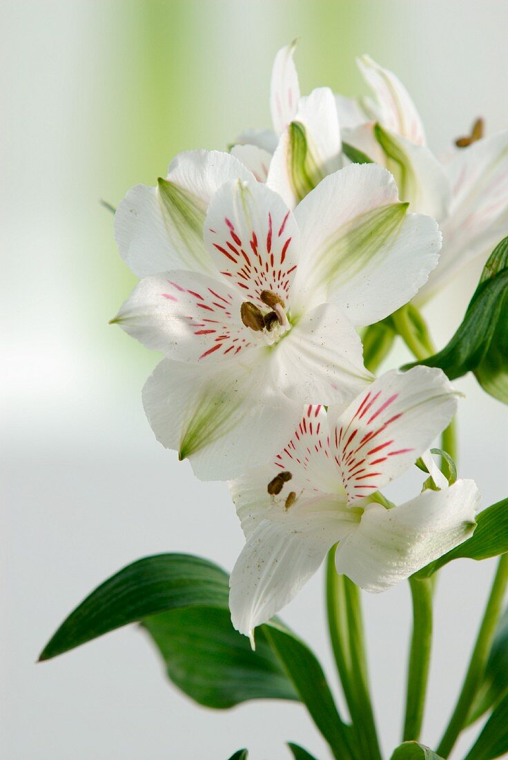 weiße Mini-Lilien