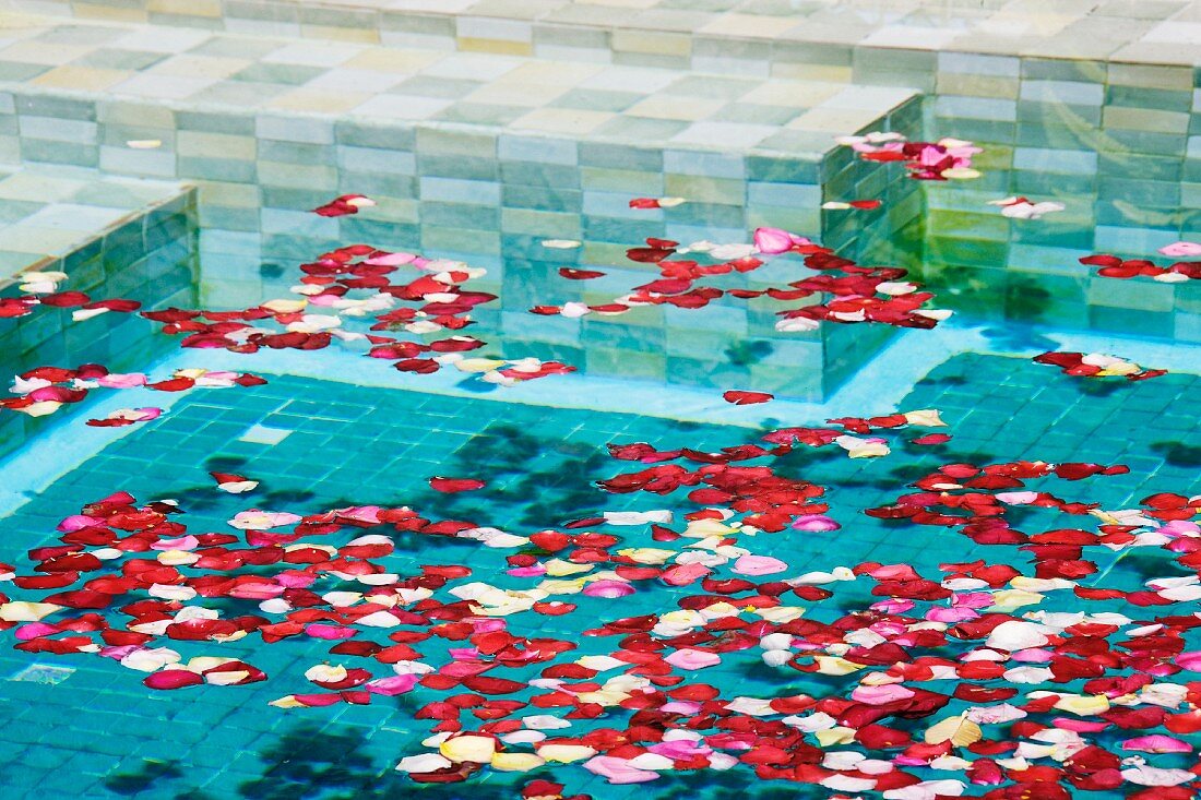 Rosenblütenblätter in einem Pool