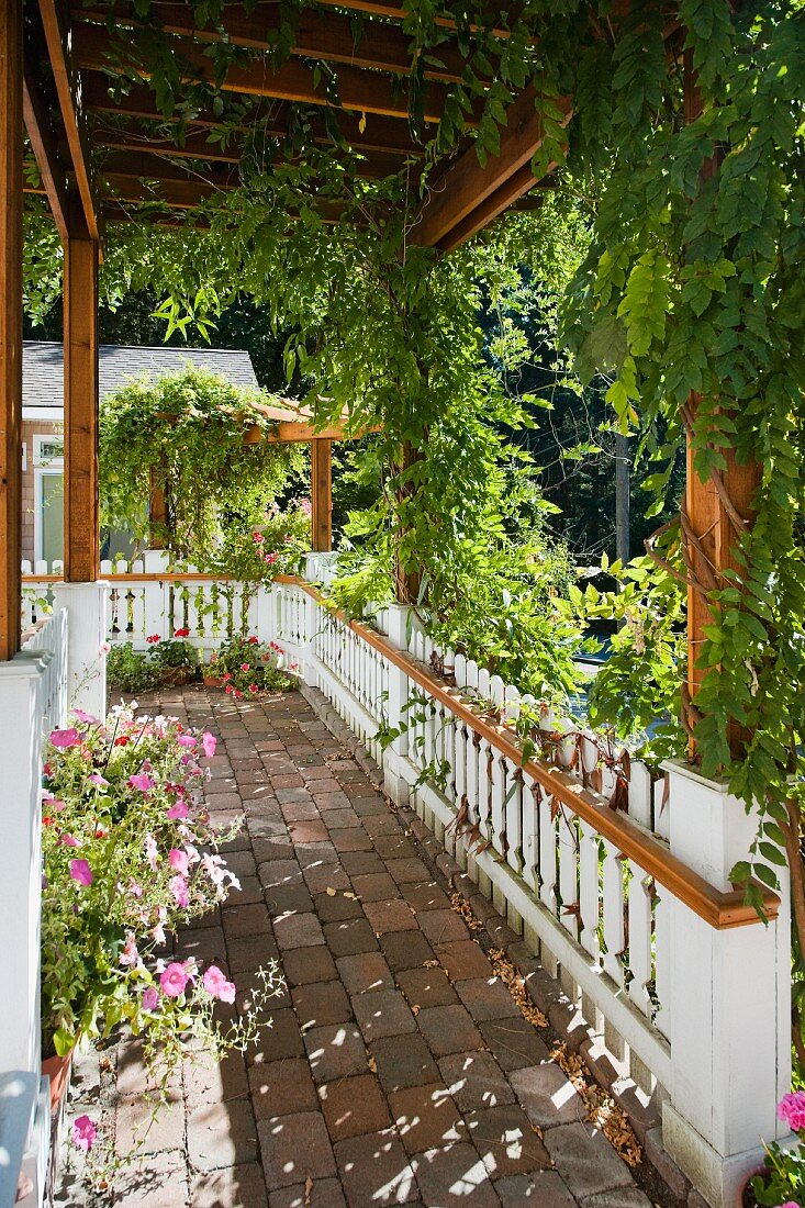 Plant-Covered Walkway