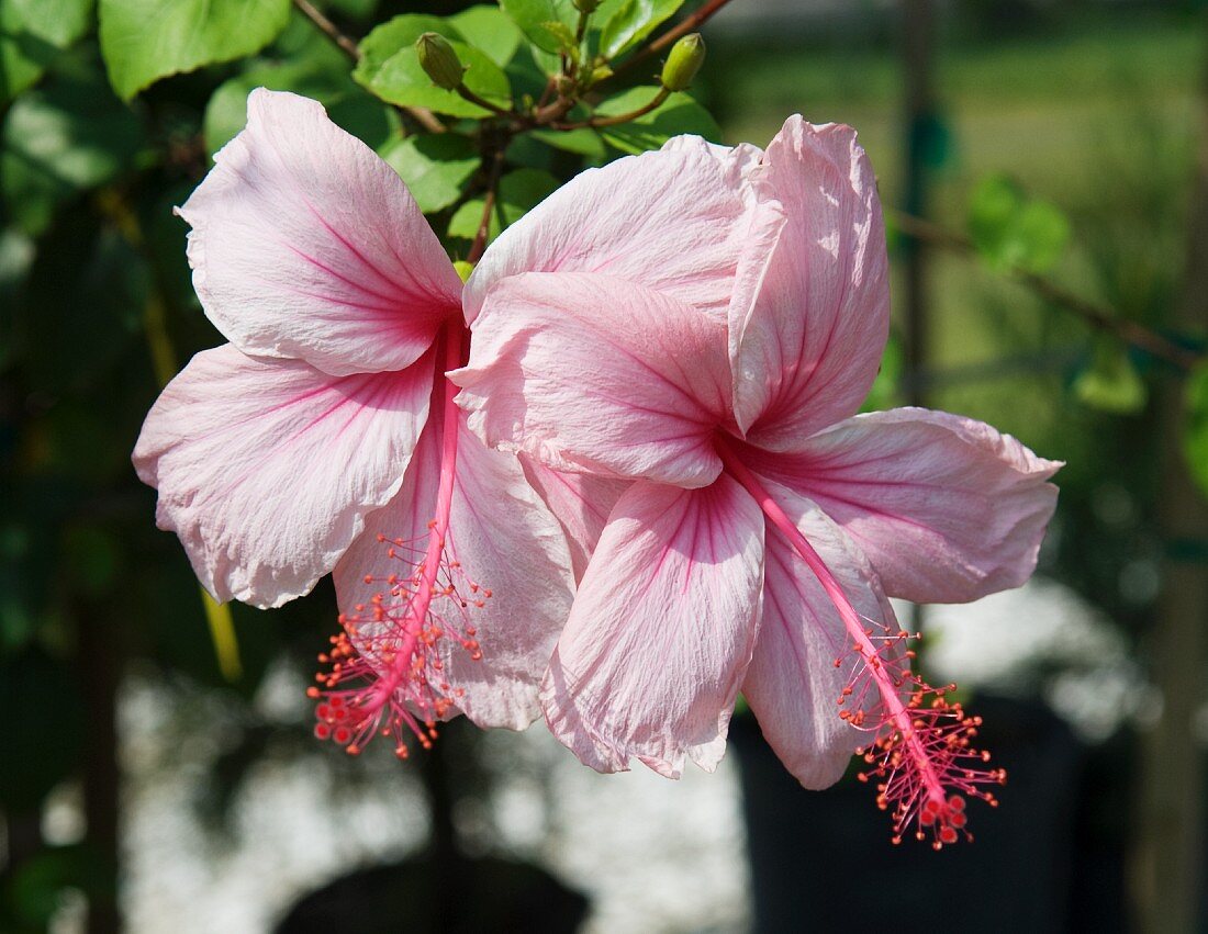 Pink Hibiscus Flowers on the Plant