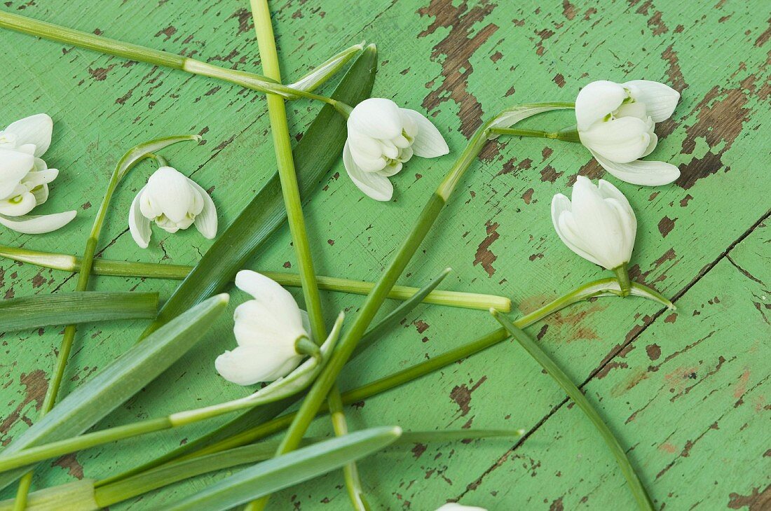 Snowdrops on green wooden surface