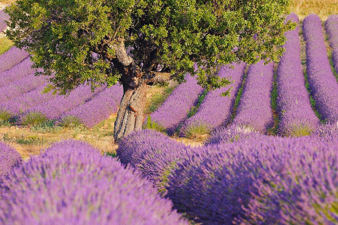 Lavendelfelder, Plateau de Valensole, Frankreich